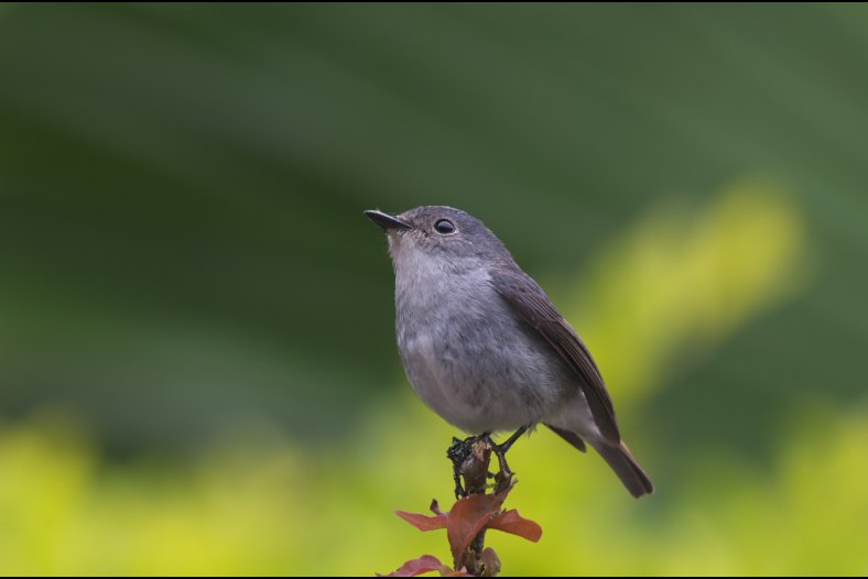 Little Pied Flycatcher